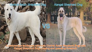 Central Asian Shepherd Dog vs. Kangal Shepherd Dog: A Comparison of Guardian Breeds