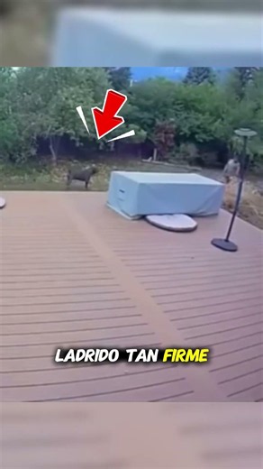 Increíble Cane Corso Ahuyenta a Tres Intrusos