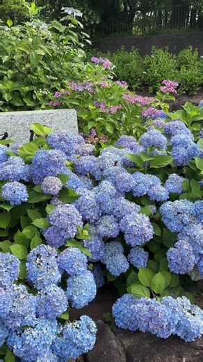 【4K速報】朝の鶴舞公園「あじさいの散歩道」南入口は満開です（2026/5/27朝）