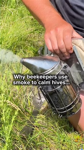 BeeMaid Honey on Instagram: "Smoking hives is a centuries-old trick that’s still essential to modern beekeeping! Why do we puff smoke into hives you ask? Smoke masks honeybees’ alarm pheromones (the chemical signals they release to warn the colony of danger). With their pheromones masked, the honeybees are less defensive and aggressive - retreating deeper into the hive and focusing their attention toward eating honey instead of stinging. This makes everyday hive inspections and honey harvesting 