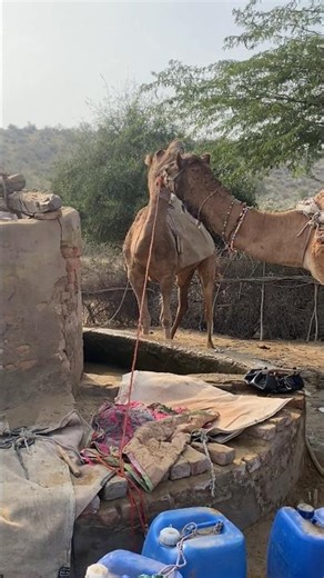 تواصل مذهل بين الجمل الذكر والناقة#shorts 🤣