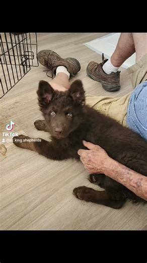Our King Shepherd Jewel #puppylove #kingshepherds #bestfamilydogs
