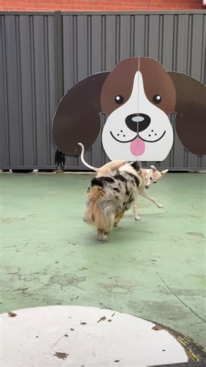 Dakoda and Delilah | Dog Play Centre