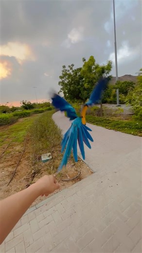 Macaw free fly