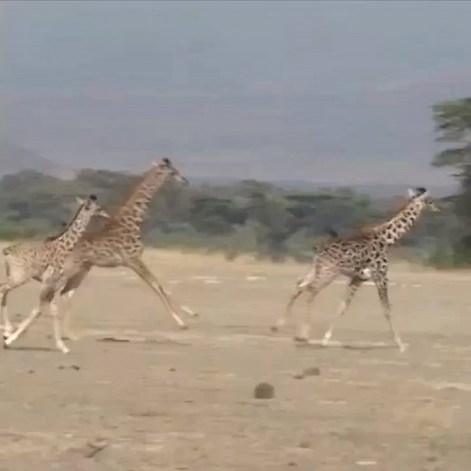 14K views · 1.2K reactions | Giraffes can gallop 35 mph (~56 kph)....