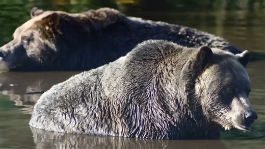 This extinct bear made North America a death trap