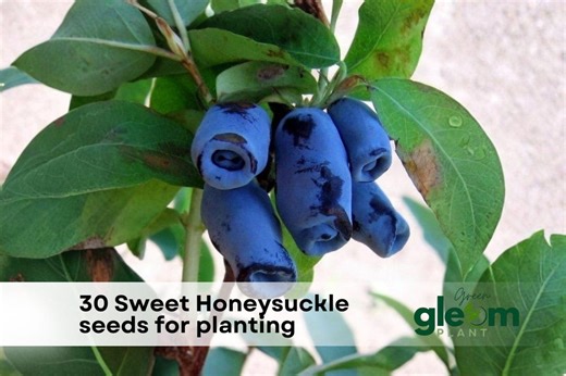 30 Sweet Honeysuckle Seeds for Planting | Lonicera Caerulea Honeyberry Shrub - Etsy