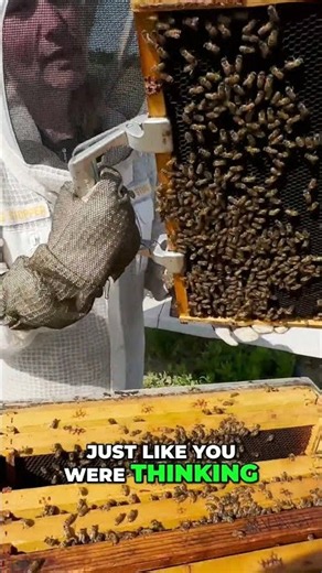Inside the Beehive: Spotting Baby Bees and the Queen! #shorts
