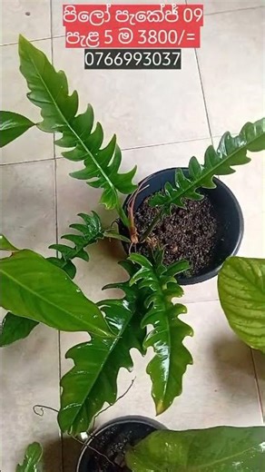 ලොකු පිලෝ plants අඩුම මිළකට 😍 0766993037 ❤️