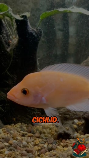 2 Years With My Red Devil Cichlid — Growth Progression Update