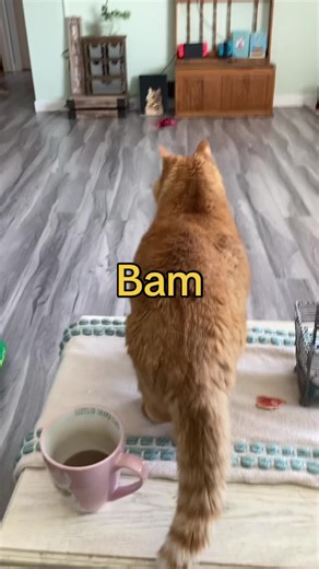 Playful Cat Demands Attention with Cheeky Antics