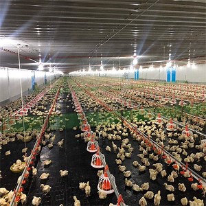 [Hot Item] Stylish Metallic Poultry Farm Art for Modern Homes