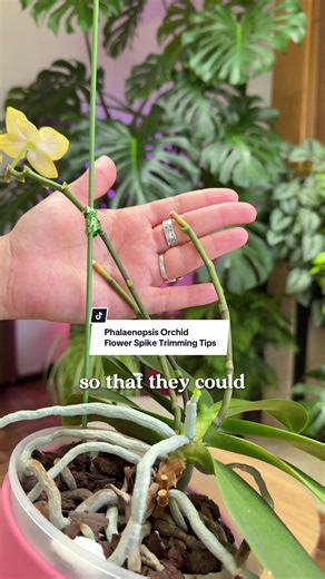 Orchid Flower Spike Trimming Techniques