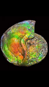 #ammonite #fossil #pyrite | Michigan Rocks & Minerals