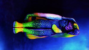 9M views · 5.4K reactions | These amazing animals are really people covered in body paint. | Culture Insider | Facebook