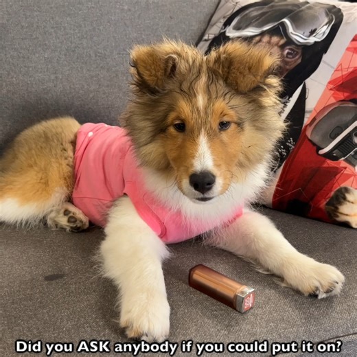 If you missed Biscuit & Cricket's (the talking shelties) latest YouTube video, here is a peek at one of the shorts! It's a "Kevin Classic"... Be sure to like, share and follow our crazy pups! #sheltie #doggo #sheltiesofinstagram #cricketchronicles #dogsoffacebook | cricket.chronicles