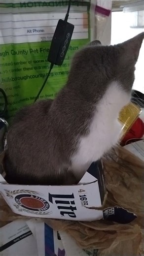 skirt by vera wang #shortsyoutube #automobile