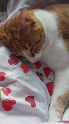 kralda böyle bir rahatlık yok #kesfet #cat #kediler #cats #keşfetteyiz #keşfet #putin #kediseverler