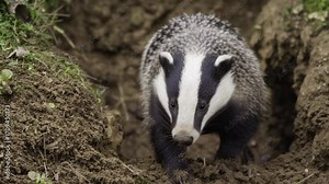 European badger emerging from underground burrow in natural forest habitat, wildlife animal close up showing distinctive black and white fur pattern, nature conservation species behavior concept in ou Stock Video