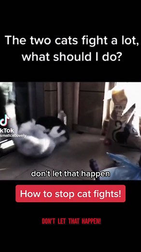 How to Stop Cat Fights!