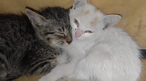 Feral Kittens Going For Adoption Sadly They Didn't Learn Manners | Love For Pets