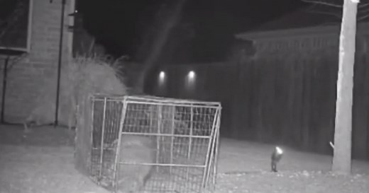 Watch: Raccoon escapes homeowners by squeezing through trap