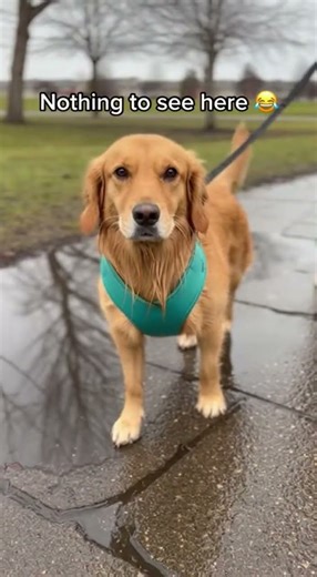 Dog Tumbles in Puddle, Pretends It Didn't Happen (Smooth Recovery!) 😂 #puppy #funnydog