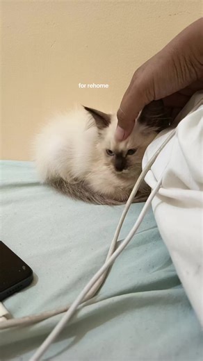 Persian Himalayan Kittens Available for Rehoming