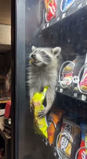 Bro turned the vending machine into an Airbnb 😂