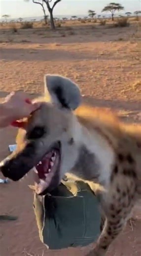 Hyena Attack Prank Mask Off Reveals Golden Retriever Dog