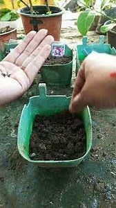 Growing Rudbeckia from seeds to flowers with step by step update on the growth of Rudbeckia