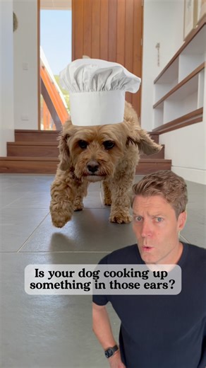 2.5K views · 781 reactions | It’s a special recipe that no-one wants to hear (or smell!) cooking 六‍  But combine the simplest summer ingredients of heat with some moisture and those bacteria and yeast in their ear will create some chaos in their ears  ☀️ 裂 So I’ve created the easy solution to sore, smelly ears. It’s my 5 star rated Ear De-Gunker. You can find it in the comments below | Dr Chris Brown | Facebook