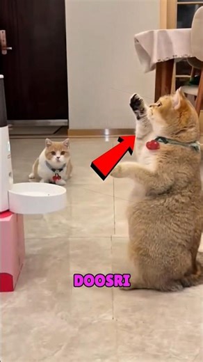 Machine Ignores One Cat 😳🐱