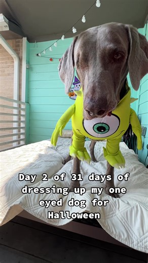 Captain Ron as Mike Wazowski! 😜 Day 2 of 31 days of Halloween costumes for my one eyed dog. 🎃 Leading up to Captain Ron’s first Gotcha Day (Nov 4) and his first Halloween with me I thought it would be entertaining to dress him up in a different costume each day. 🎃 Some will be good, others bad, most will at least be punny. If you have a great idea for a punny costume let me know! 🎃 #halloween #Weimaraner #weim #weimsoftiktok #dog #dogsoftiktok #rescuedog #oneeye #oneeyeddog #dogcostume #hall