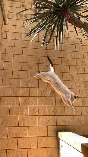 Amazing cat jumping slow motion 😻