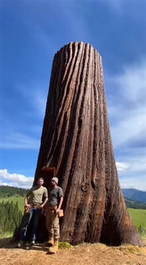 Luxury Home Carved Inside a Mega Tree