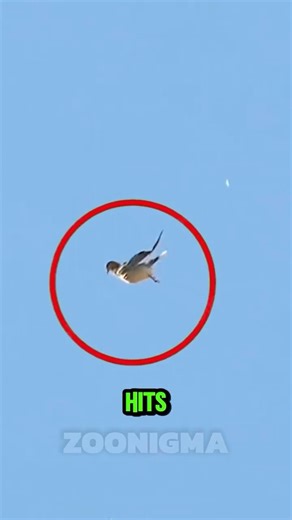 If A Falcon Targets You… It’s Already Too Late 🦅