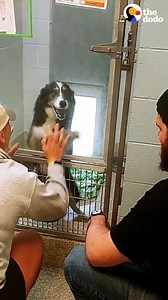 37M views · 499K reactions | Dog lost for weeks has the most amazing reunion with Mom and Dad — and wait 'til she sees her siblings again! 殺️ | The Dodo | Facebook