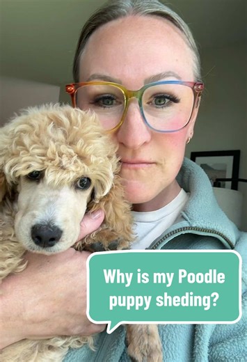 Why Is My Poodle Puppy Shedding? Understanding Puppy Coats