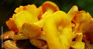 Cantharellus cibarius (chanterelle) is an edible mushroom growing in the natural environment