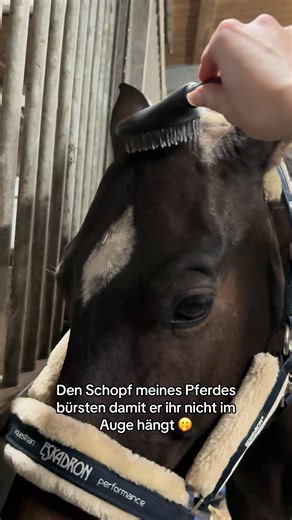 Bitte sagt mir ich bin damit nicht alleine 🥲😂 #fy #equestrian #springpferde #pferd #trend