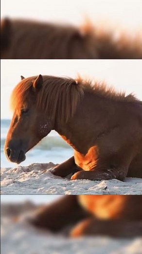 The Island Where Horses Live Free 🐎