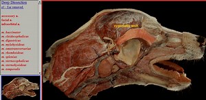 شبیه‌سازهای رایگان برای آموزش آناتومی و تشریح حیوانات (دانلود )