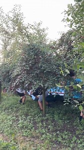 277K views · 1.1K reactions | Ever wondered how Cherries were harvested at all? #hydroponics #Harvest #harvesting #farming #farmers | Farmhydrosupplies | Facebook