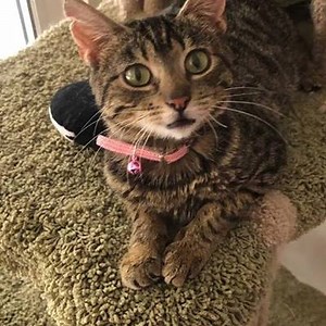 2K views · 348 reactions | Congratulations to our sweet Camelia for being adopted!!! She now lives with her new mom and dad in Canada with lots of new siblings! Go Camelia! . . . #adopt #adoptdontshop #hawaii #canada #lanailions #lanaicatsanctuary #savingcatsprotectingbirds #catsofinstagram #cats #rescuecats #hawaii #visitlanai #vacation | Lanai Cat Sanctuary | Facebook