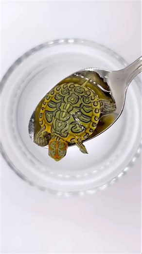 ( Coin size baby turtle 🐢) #aquarium #shorts #babyturtle #turtle