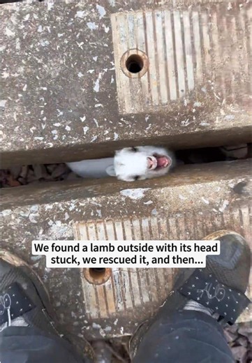 We found a trapped little lamb outdoor,We saved it and decided to take it home, and then…#rescue #animals #lamb #usa #fyp