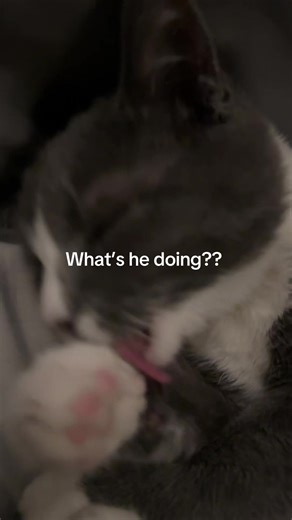 What is going on, what he cleaning? #catsoftiktok #cat #fyp