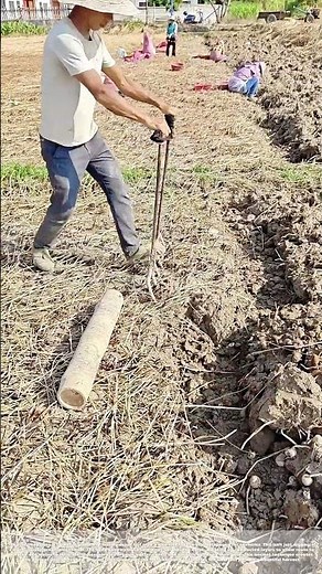 Torching Tradition: The 9-Tine Tickle that Unlocks Fertility