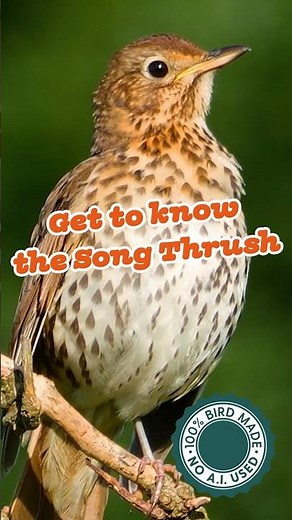 Get to know this favourite Songbird #wildlife